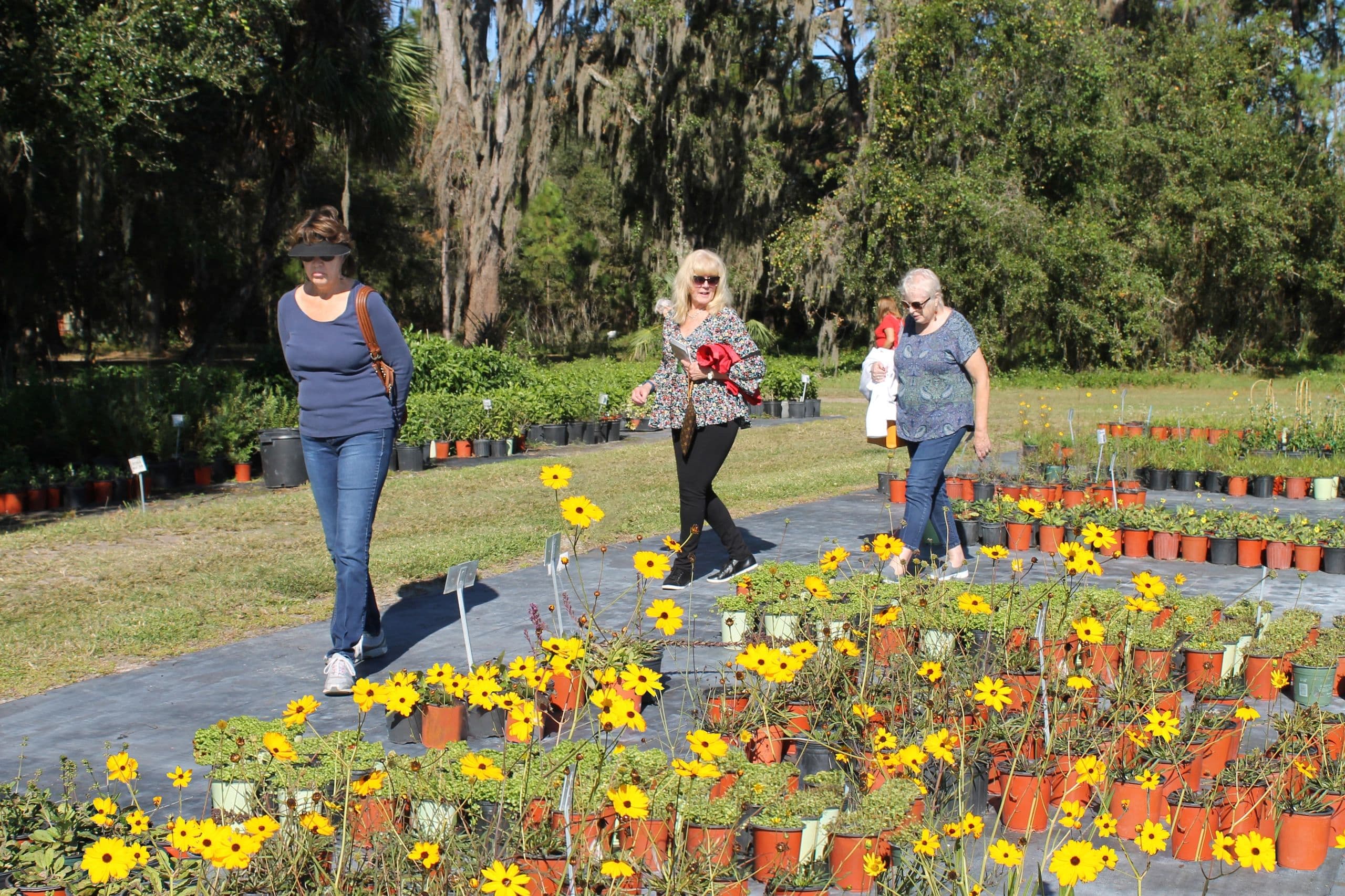 Customers walking a mulched path between rows of black nursery pots and yellow wildflowers, oak hammock behind, at Sweet Bay Nursery