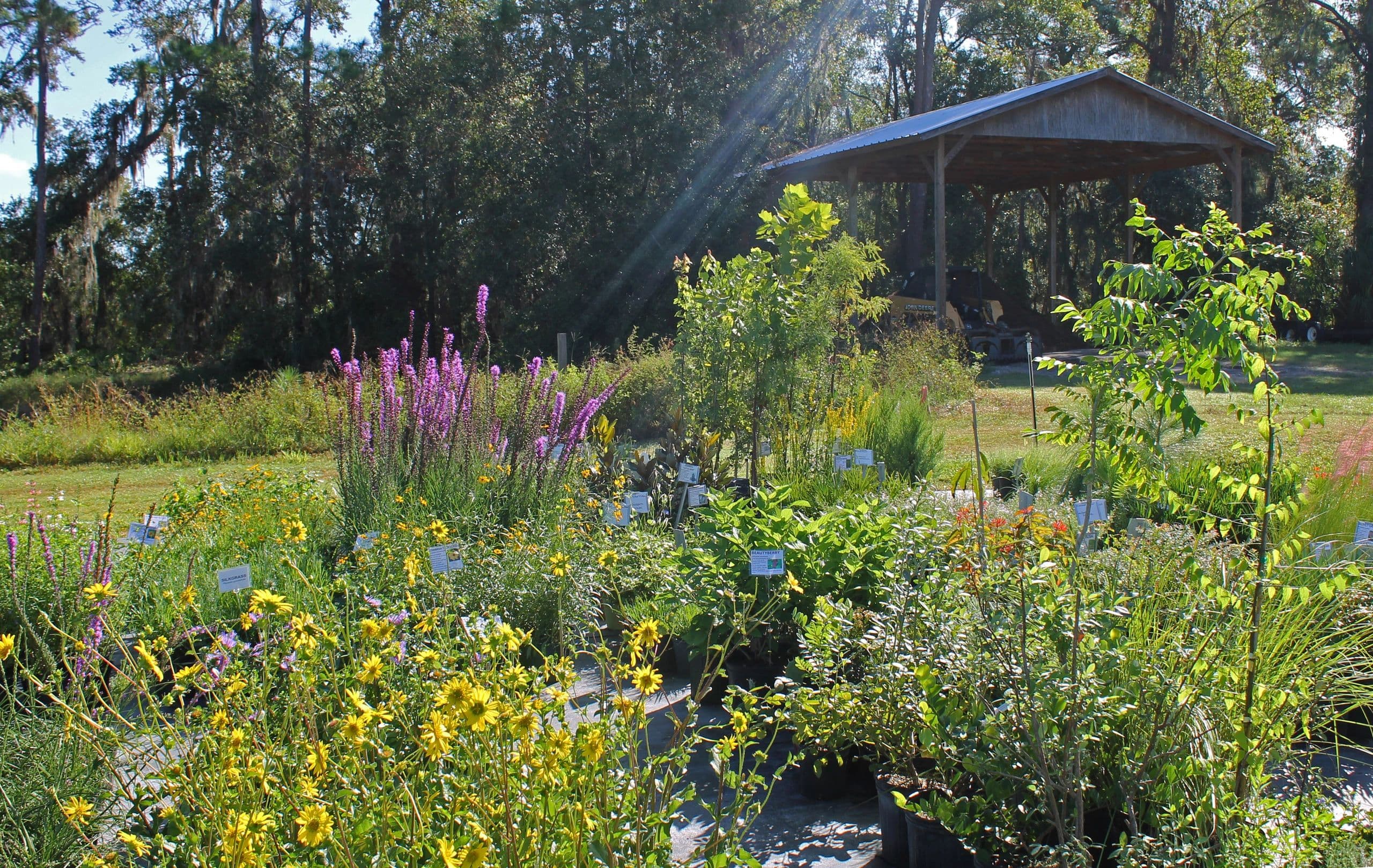 A nursery row with purple liatris and yellow wildflowers, a hand-lettered Beautyberry plant tag, a weathered pole barn, and sunlight breaking through the oak canopy